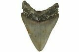 Fossil Megalodon Tooth - North Carolina #200668-1